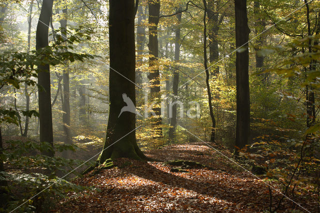 Beech (Fagus sylvatica)