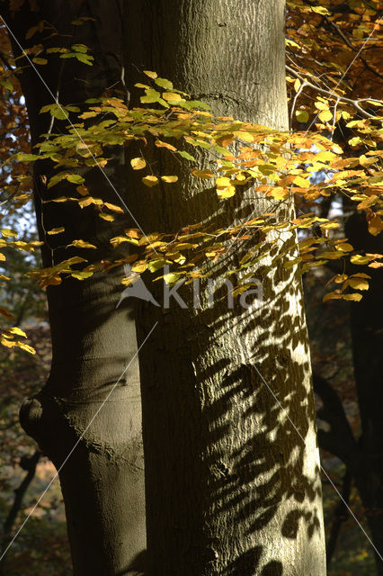 Beech (Fagus sylvatica)