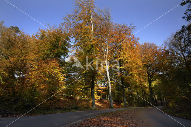 Beuk (Fagus sylvatica)