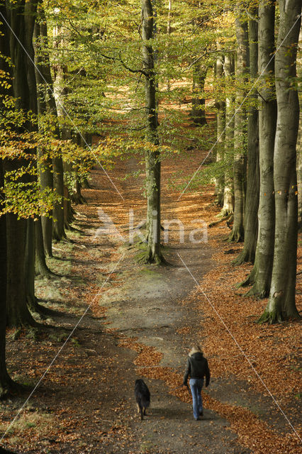 Beuk (Fagus sylvatica)