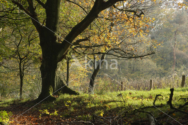 Beech (Fagus sylvatica)