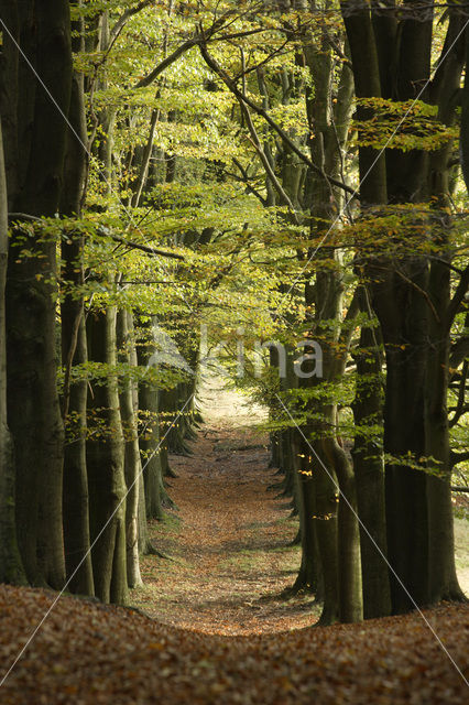 Beuk (Fagus sylvatica)