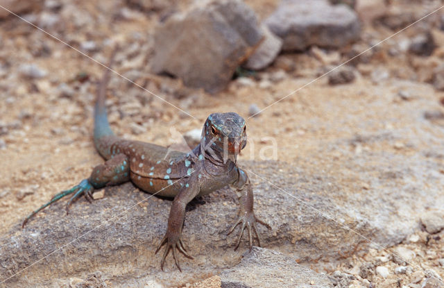 Blue whiptail lizard (Cnemidophorus murinus ruthveni)