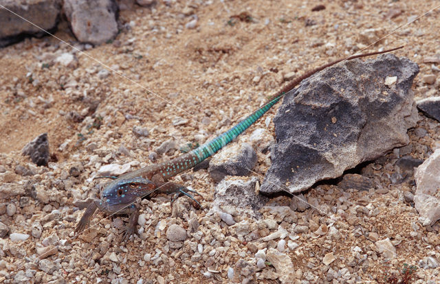 Blue whiptail lizard (Cnemidophorus murinus ruthveni)