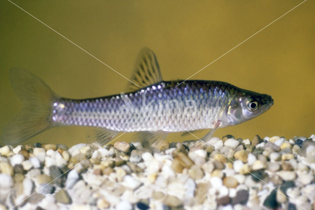 Blauwband (Pseudorasbora parva)