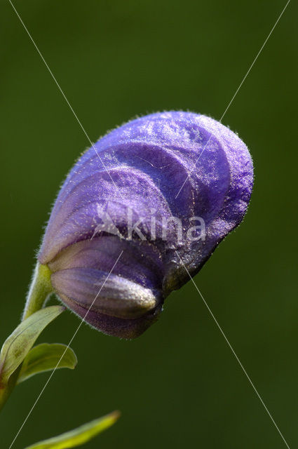 Blauwe monnikskap (Aconitum napellus)