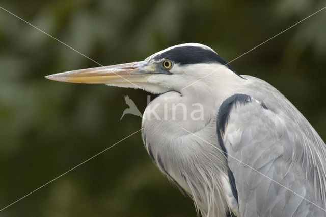 Blauwe Reiger (Ardea cinerea)