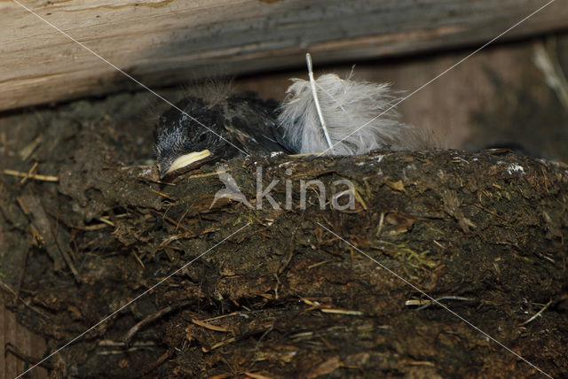 Boerenzwaluw (Hirundo rustica)