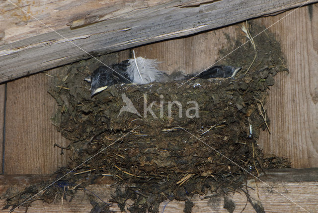 Barn Swallow (Hirundo rustica)