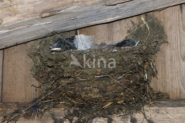 Boerenzwaluw (Hirundo rustica)