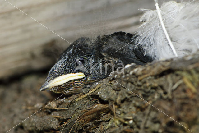 Boerenzwaluw (Hirundo rustica)