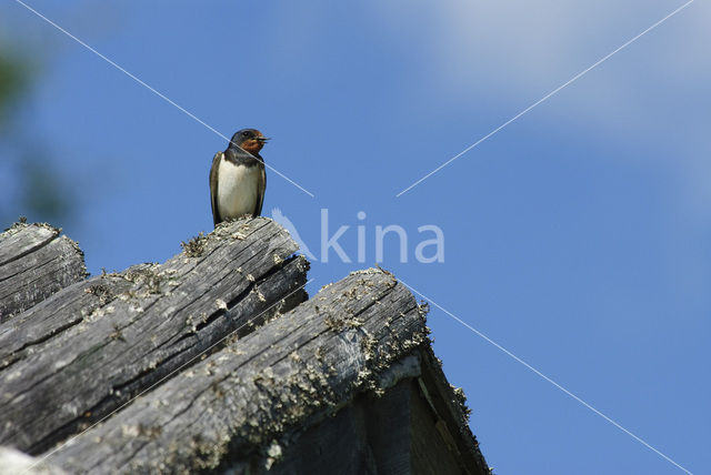 Boerenzwaluw (Hirundo rustica)