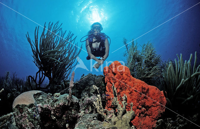 Bonaire National Marine Park