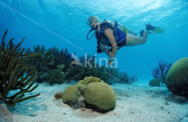 Bonaire National Marine Park