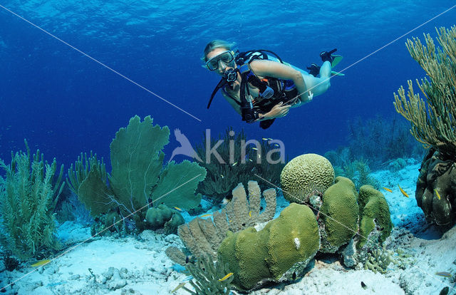 Bonaire National Marine Park