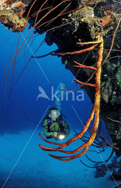 Bonaire National Marine Park