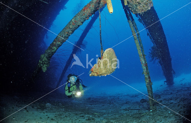 Bonaire National Marine Park