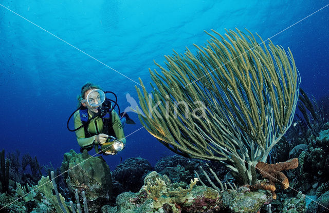 Bonaire National Marine Park