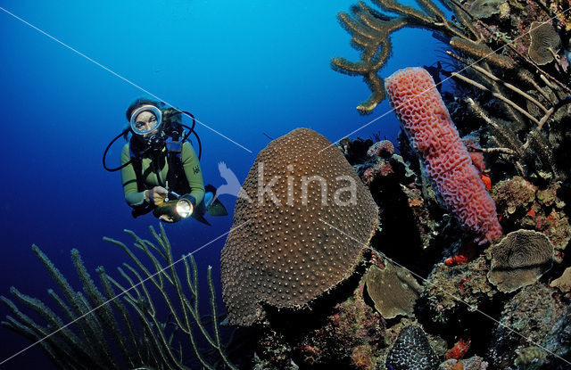 Bonaire National Marine Park