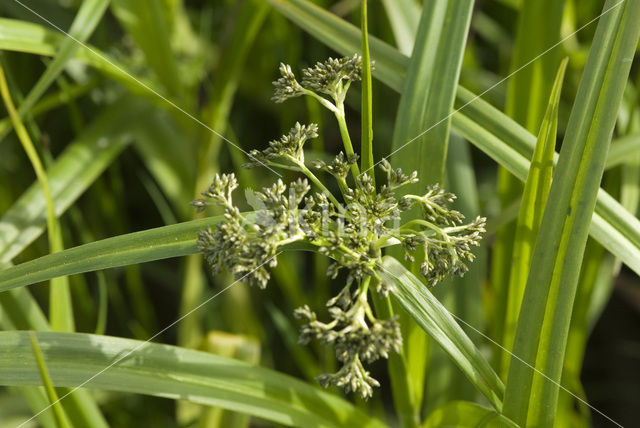 Bosbies (Scirpus sylvaticus)