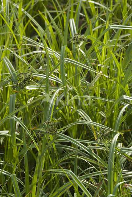 Wood Club-rush (Scirpus sylvaticus)