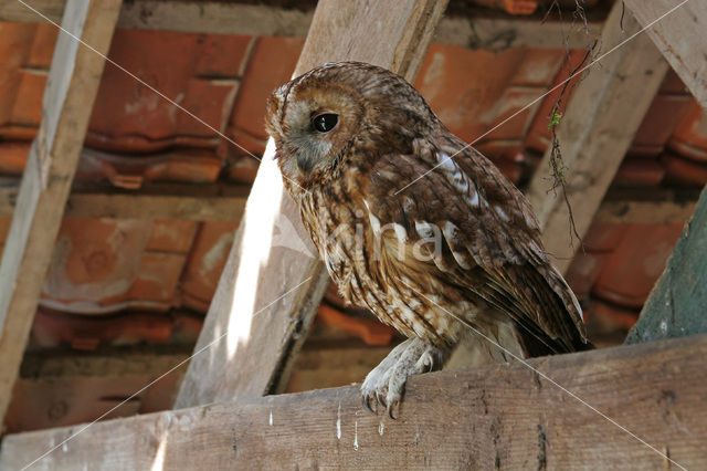 Tawny Owl (Strix aluco)