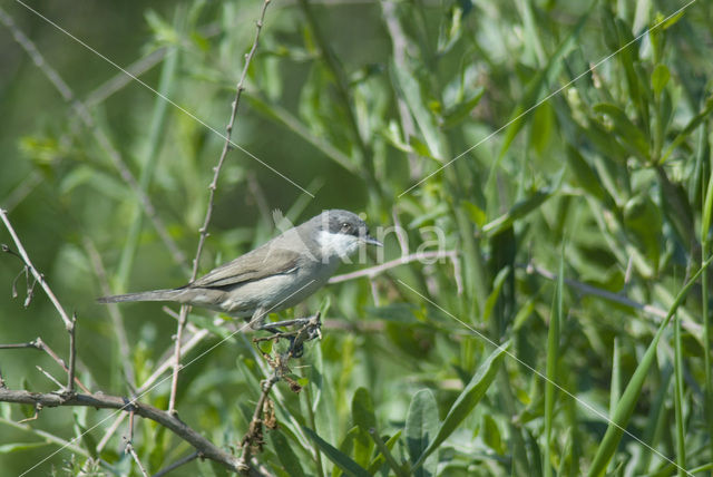 Braamsluiper (Sylvia curruca)