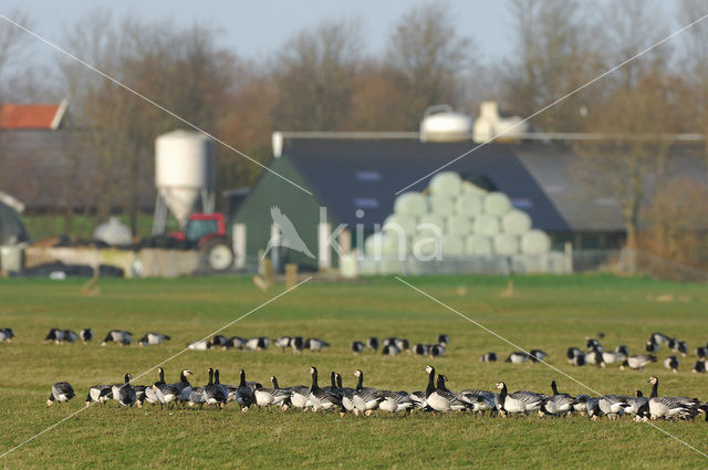 Brandgans (Branta leucopsis)