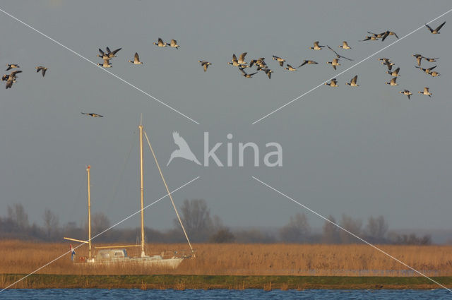 Brandgans (Branta leucopsis)