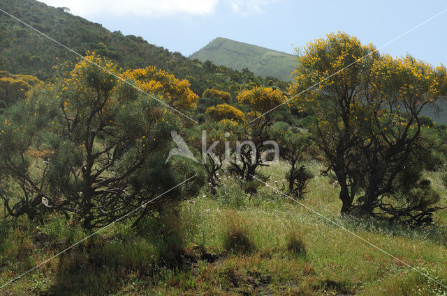 Brem (Genista thyrrena)