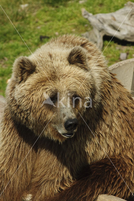 Bruine beer (Ursus arctos)