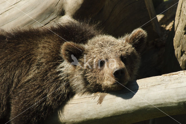 Bruine beer (Ursus arctos)