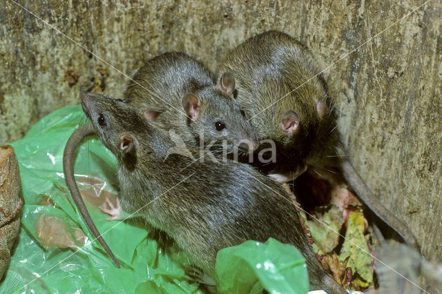 Bruine rat (Rattus norvegicus)