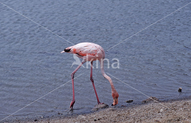 Caribische Flamingo (Phoenicopterus ruber ruber)