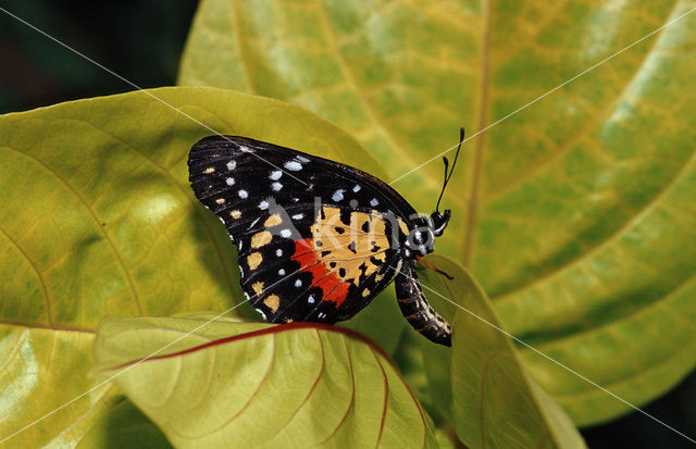 Costa Rica