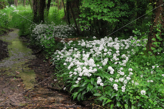 Daslook (Allium ursinum)