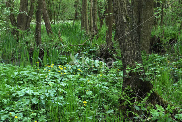 Dotterbloem (Caltha palustris)