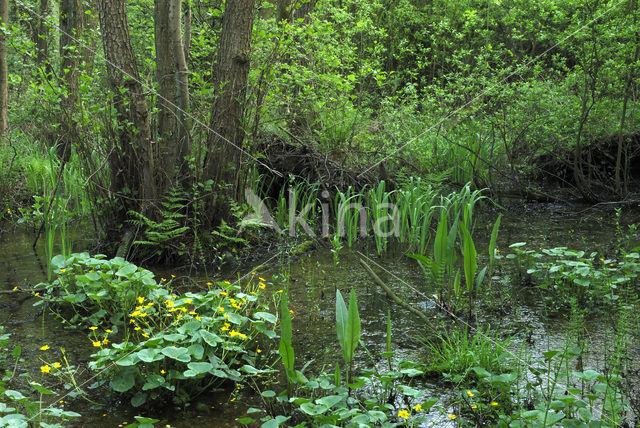 Dotterbloem (Caltha palustris)