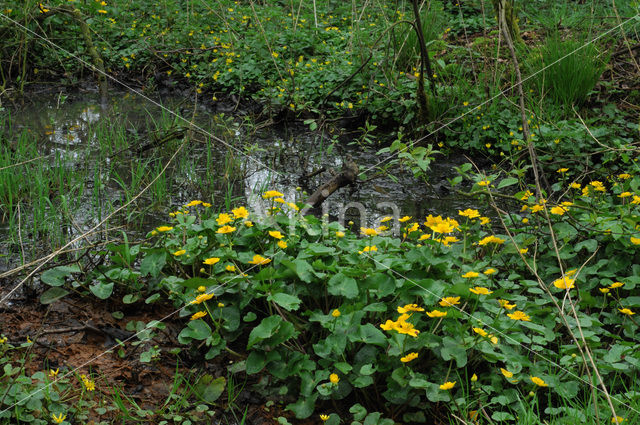 Dotterbloem (Caltha palustris)