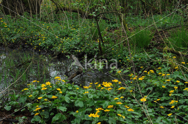 Dotterbloem (Caltha palustris)