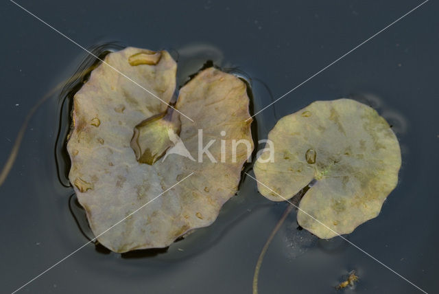 Drijvende waterweegbree (Luronium natans)