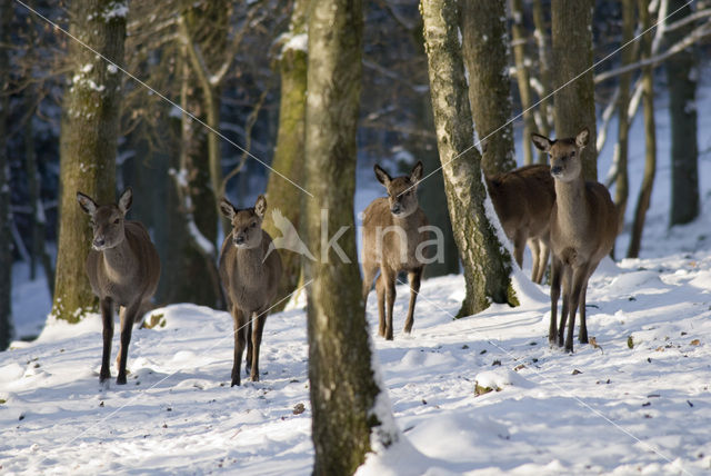 Edelhert (Cervus elaphus)