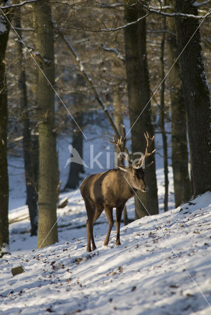 Edelhert (Cervus elaphus)