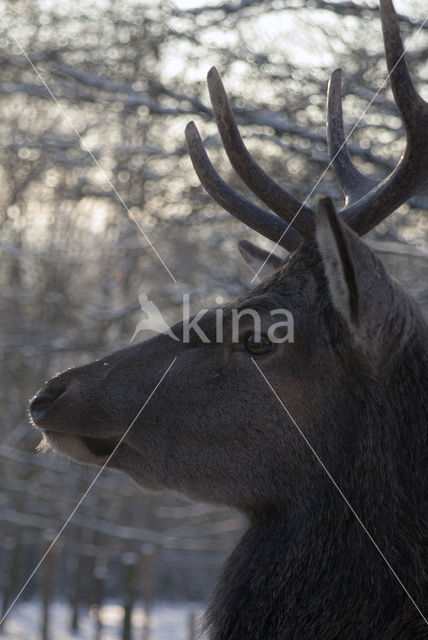 Edelhert (Cervus elaphus)