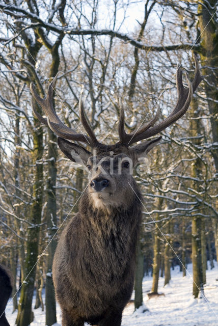 Edelhert (Cervus elaphus)