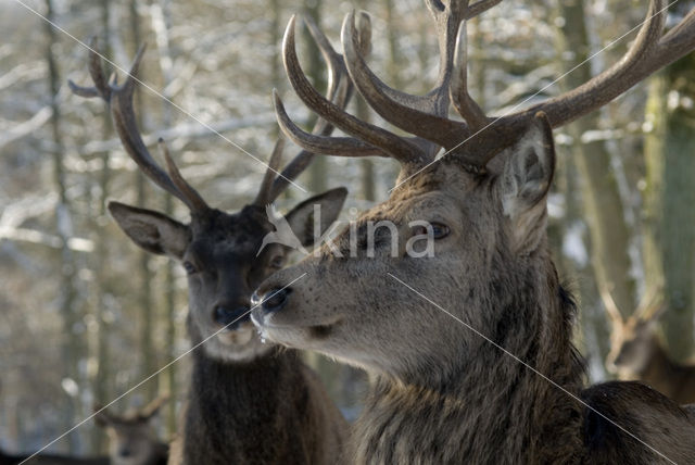 Edelhert (Cervus elaphus)