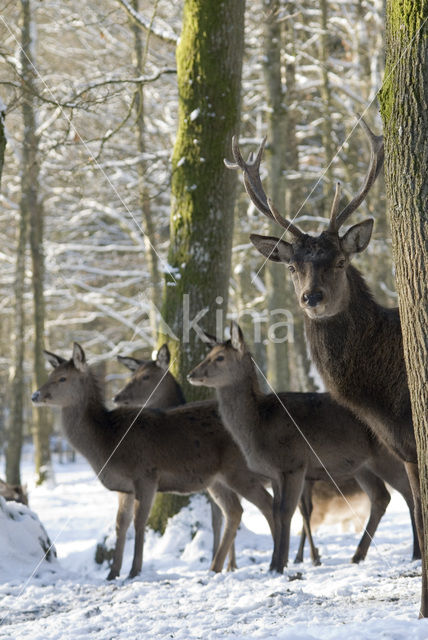 Edelhert (Cervus elaphus)