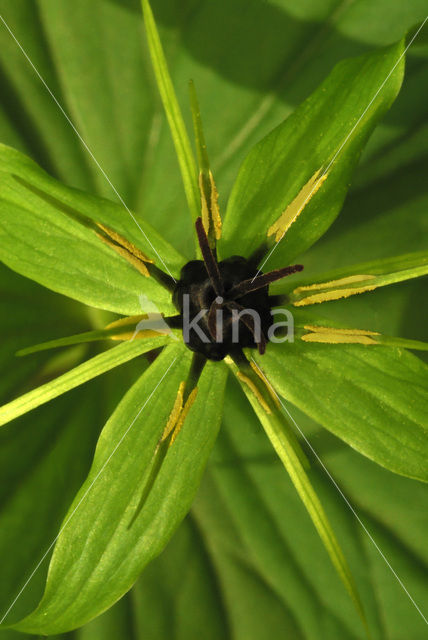 Herb-Paris