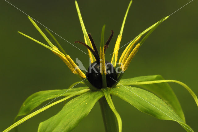 Eenbes (Paris quadrifolia)