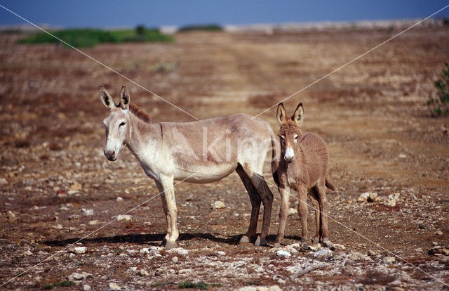 Ezel (Equus asinus)